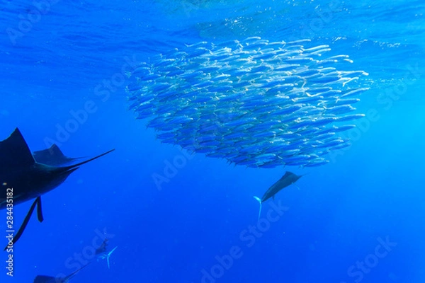 Obraz Sailfish (Istiophorus albicans) feeding on Brazilian Sardines (Sardinella brasiliensis) about 10 miles offshore from Isla Mujeres, Yucatan Peninsula, Mexico