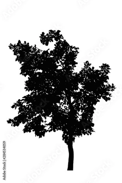 Fototapeta tree silhouettes beautiful isolated on white background