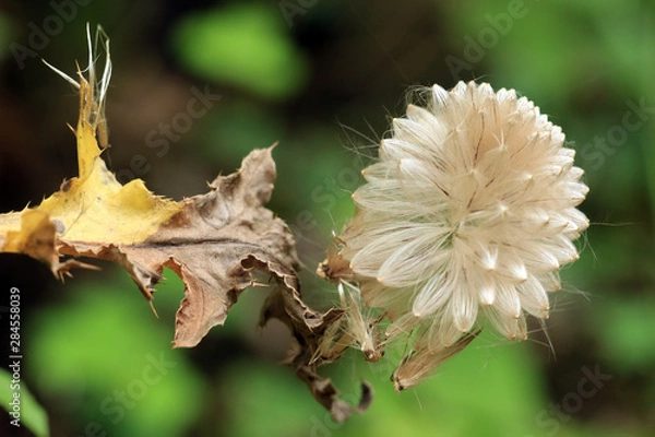 Fototapeta Verblühte Distel