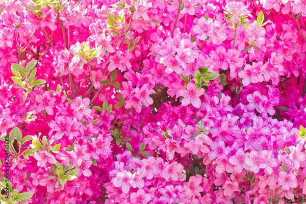 Fototapeta Bush pink rhododendron in the garden closeup