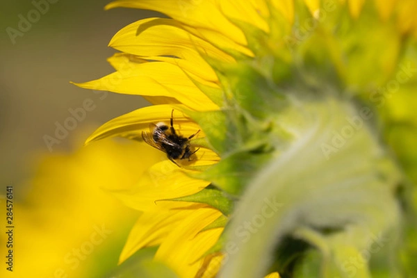 Obraz cute shaggy bumblebee sits on a sunflower on a bright sunny summer day, positive image