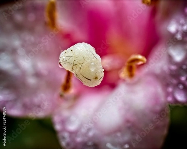 Fototapeta Stamen on a pink flower