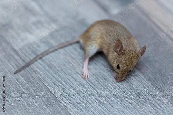 Fototapeta home mouse sitting on the floor with curious eyes looking at the camera