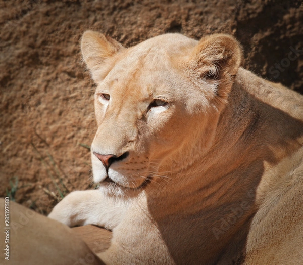 Fototapeta nice portrait of a lioness 