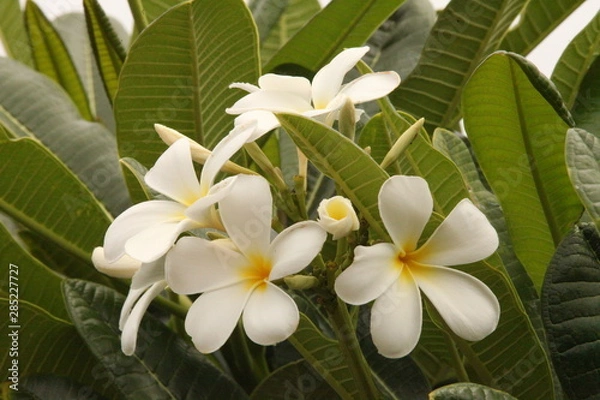 Fototapeta white frangipani flowers