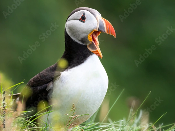 Fototapeta Puffin on the rocks at latrabjarg Iceland on a sunny day.