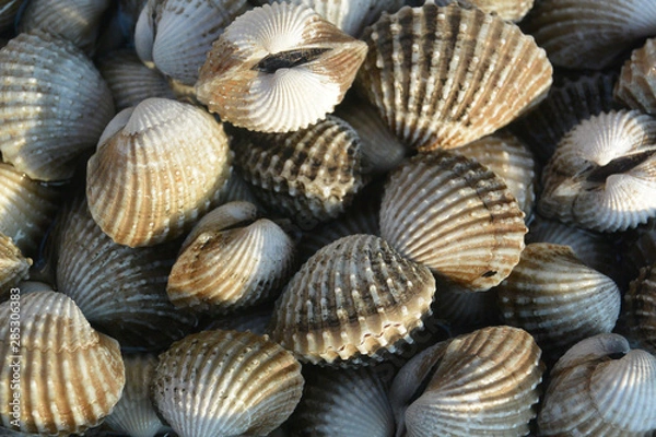 Obraz gray mollusks in the market close-up