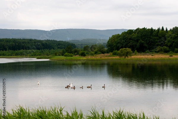 Fototapeta white swans with small swans on the lake