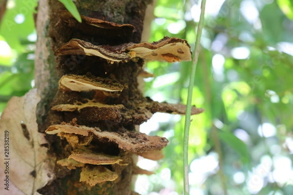 Fototapeta Hongos Fungi en árbol