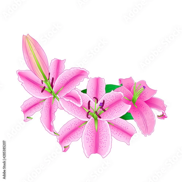 Fototapeta Pink lilly flower bouquet. Hand drawn style. Illustration on white background. Design element for scrapbooking, Invitations,greeting card,books and journals, decoupage, weddings, birthdays.