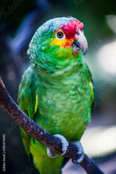 Fototapeta Green Parrot on a tree branch, Green and Red Macaw