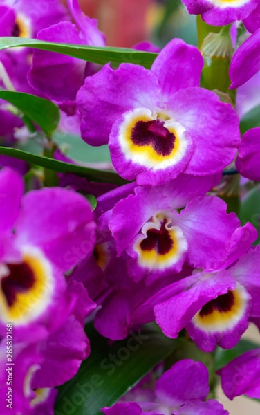 Fototapeta Purple Orchid flowers growing in greenhouse garden.