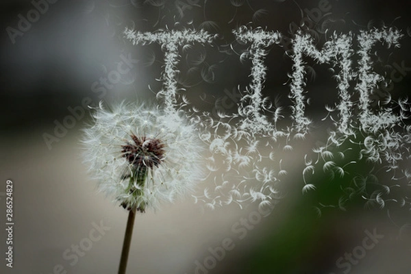 Obraz dandelion on green background