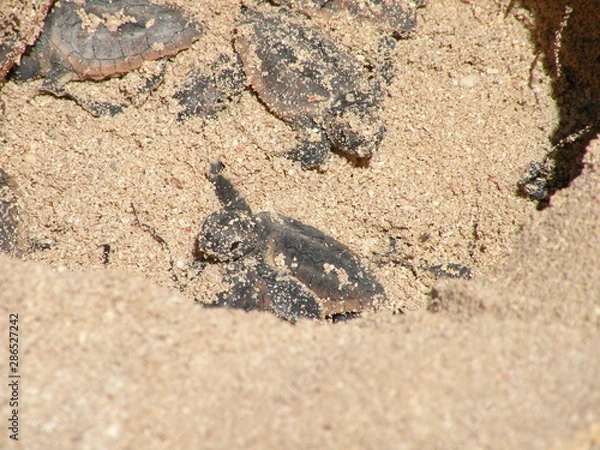 Fototapeta New born baby sea turtles