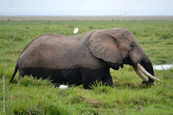 Fototapeta Wild African elephant