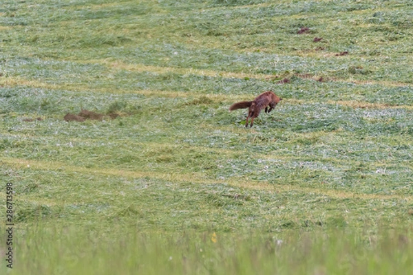 Obraz Fox hunting in the field. Red fox in nature habitat