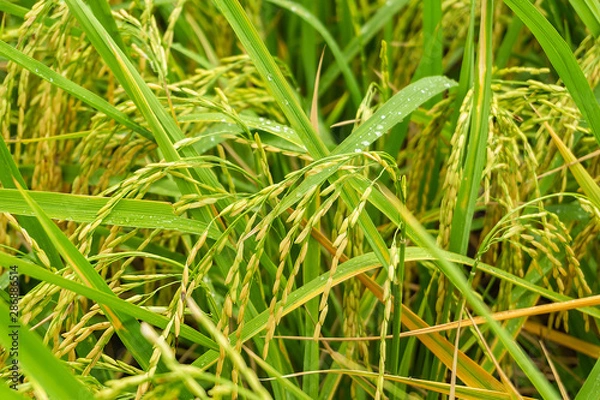 Obraz Close up rice field growing for harvest.