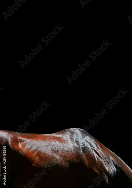 Fototapeta Bay Akhal Teke horse back and neck isolated on black background. Animal body part close up. 