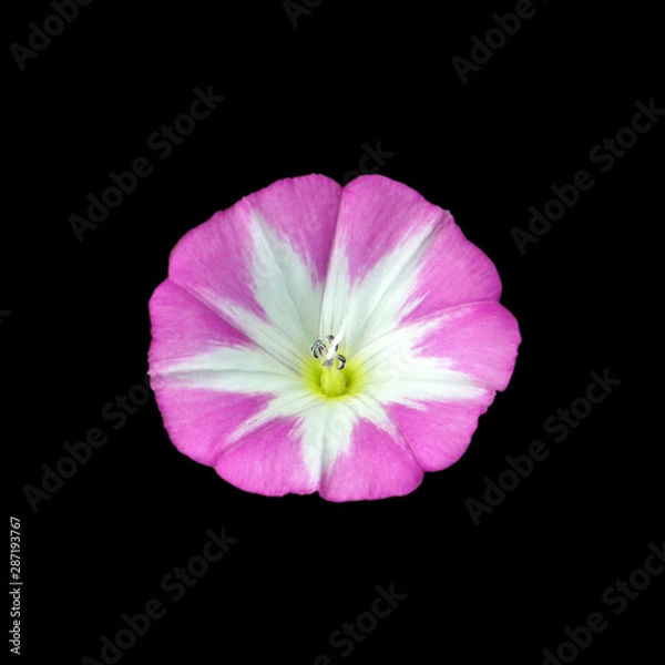 Fototapeta Pink flower isolated on black background