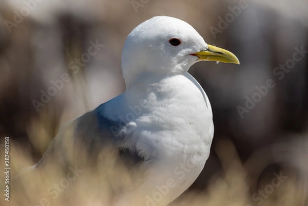 Fototapeta Kittiwake