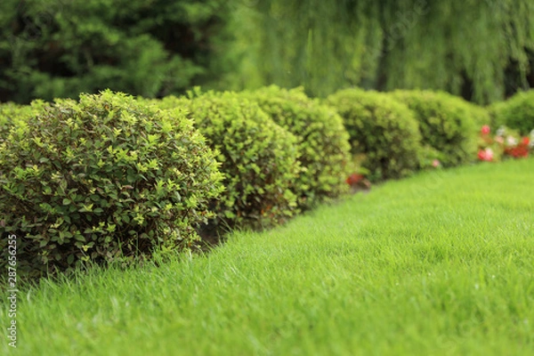 Fototapeta Picturesque landscape with beautiful green lawn on sunny day. Gardening idea