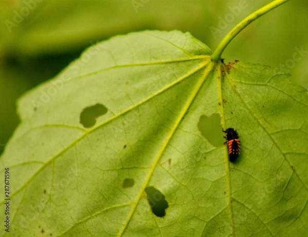 Fototapeta bug on leaf