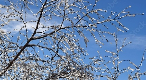 Fototapeta branches of tree against blue sky in winter