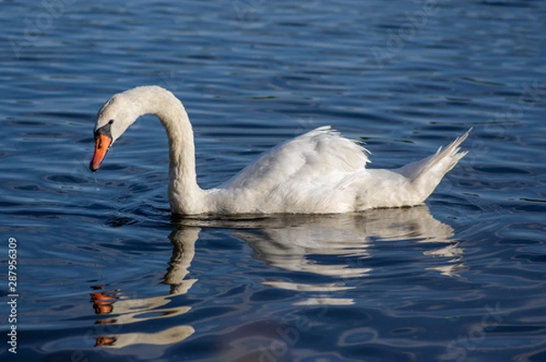 Fototapeta Single swan on blue lake, largest waterfowl birds, white adult animal