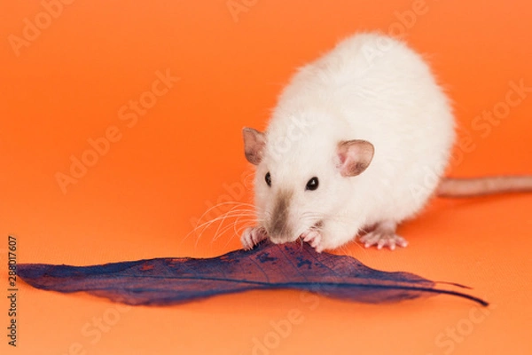 Fototapeta fancy rat eatting blue leaf on orange background