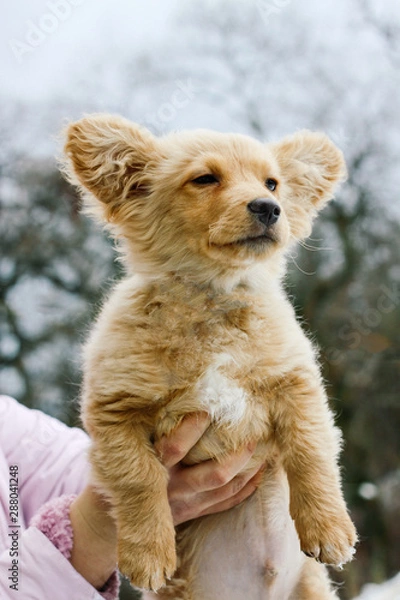 Fototapeta A puppy of a red color thick fur against the background of cold winter snow in female hands.