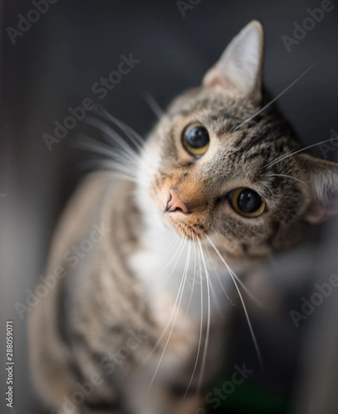 Fototapeta Beautiful short hair cat with big eyes