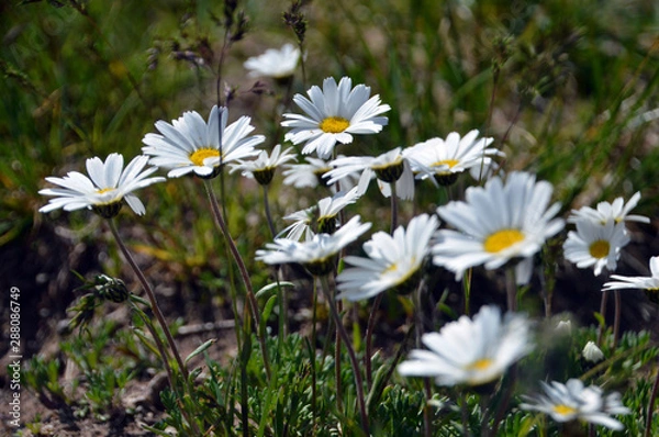 Fototapeta Bergblumen