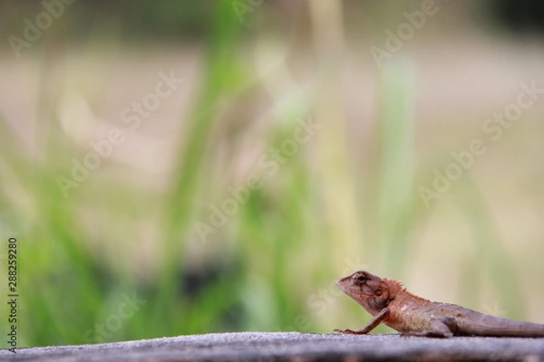 Fototapeta lizard on rock