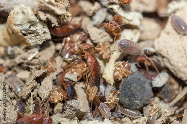 Fototapeta many dying cockroaches are trapped