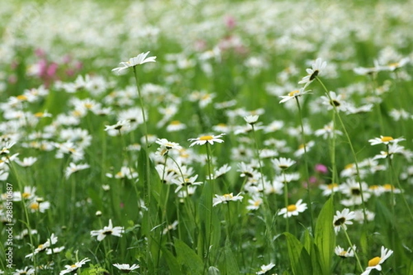 Fototapeta Daisy Field