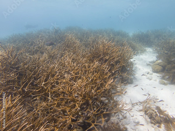 Fototapeta Critically Endangered Staghorn Coral