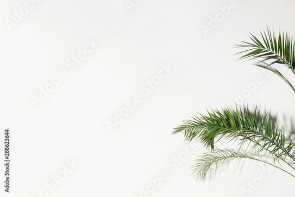 Fototapeta green palm branches on white background. minimal plant concept, free space on left side, place for text