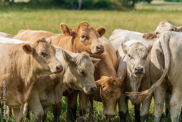 Fototapeta Herd of cows standing in a green summer field