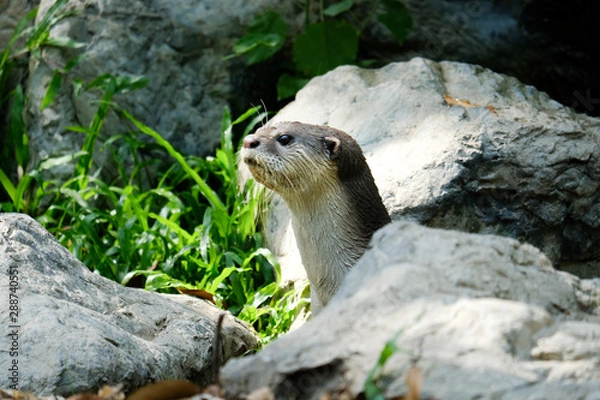 Fototapeta Otter