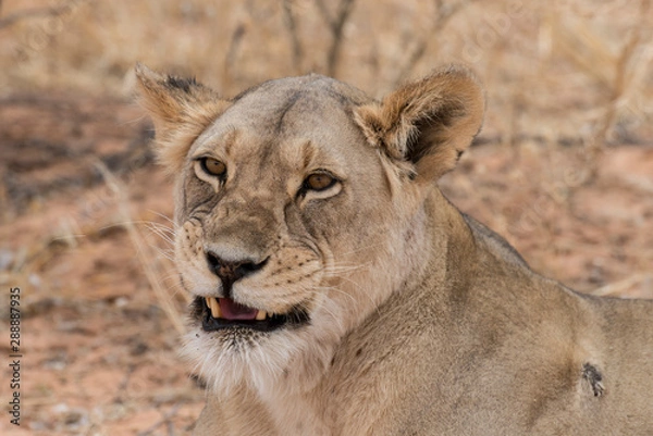 Fototapeta Lion, lionne, Panthera leo, Parc national du Kalahari, Afrique du Sud