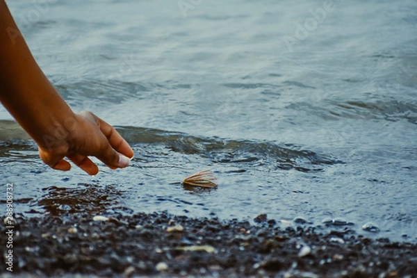 Fototapeta Close up of human hand floating flower in water.