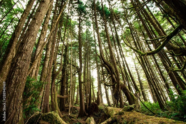 Fototapeta Rainforest with a tropical climate, forest of ancient cedar trees and curved trees with natural sunlight, no people in Vancouver