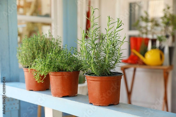 Fototapeta Fresh potted home plants on light blue wooden veranda railing outdoors, space for text