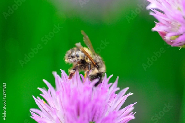 Fototapeta Pollination