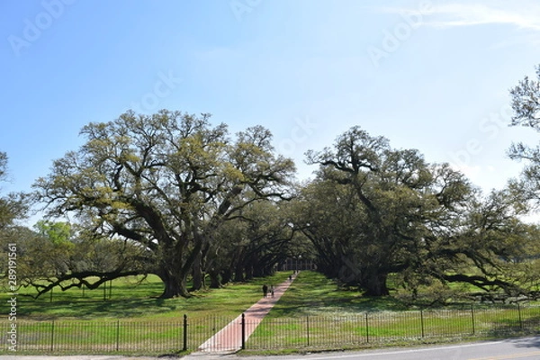 Fototapeta house/cotton plantation view in new orleans