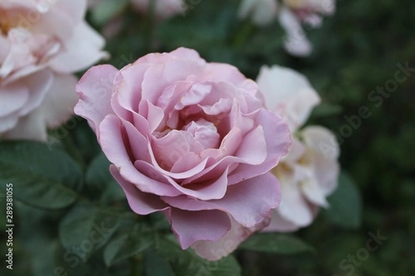 Fototapeta pink rose in garden