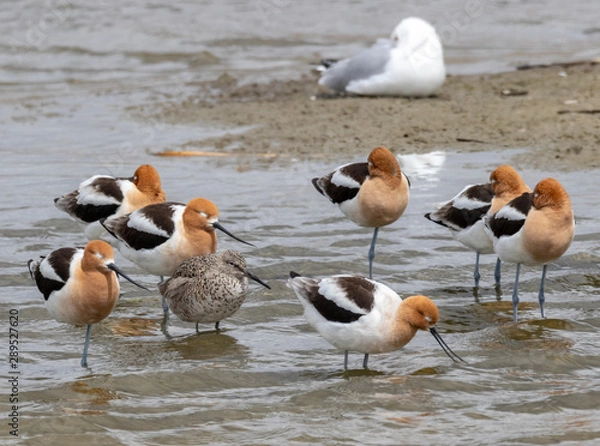 Fototapeta Avocets and Willet