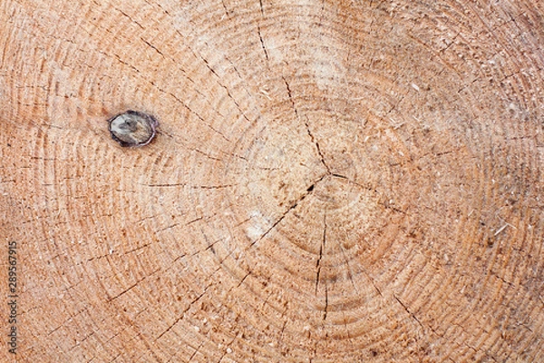 Fototapeta Conifer tree growth rings, slice of wood, timber, natural background, cut wood with cracks, core, snag