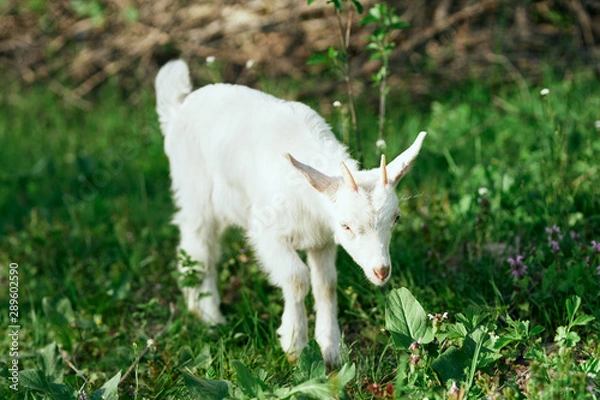 Fototapeta white goat on green grass