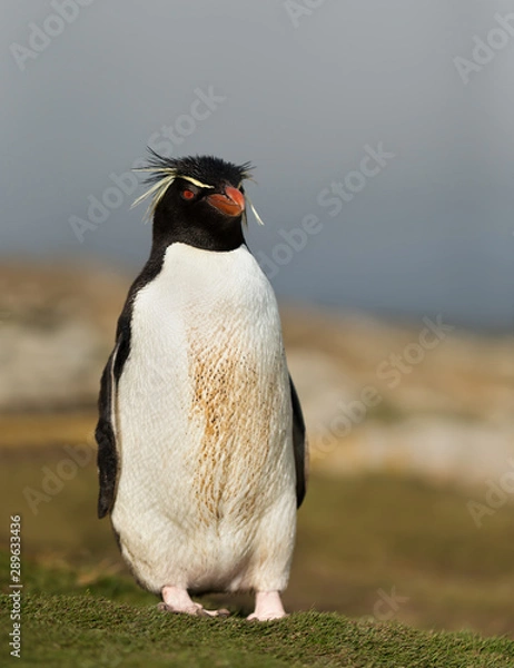 Fototapeta Southern rockhopper penguin standing on a coastline